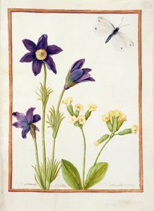Anemone Pulsatilla, Primula Veris and a Cabbage White Butterfly, c.1750